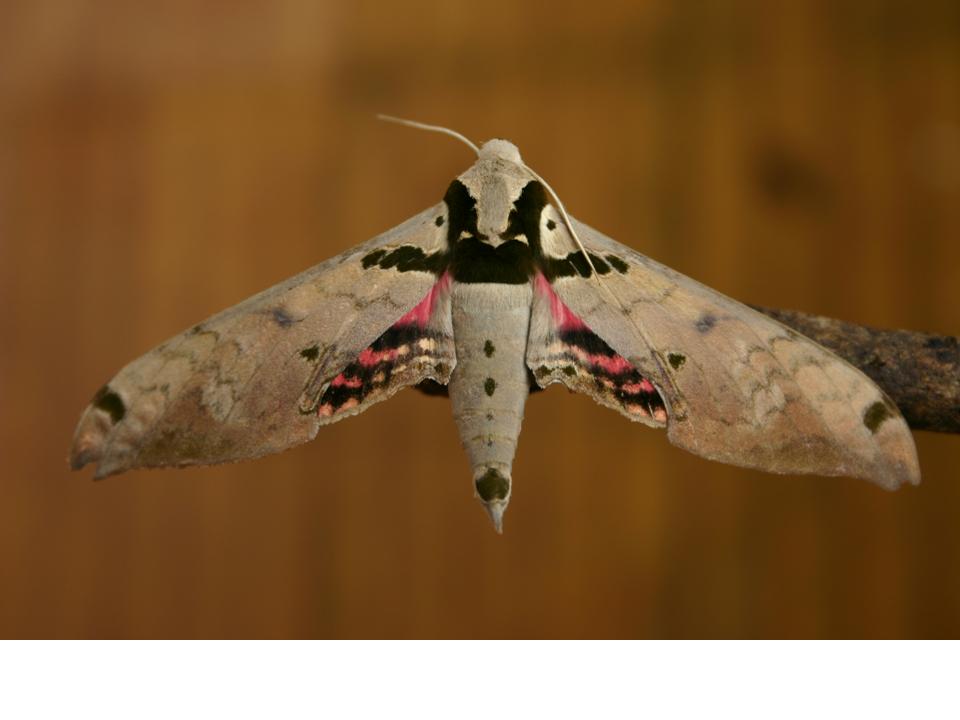 FIGURE 1 FIGURE 1